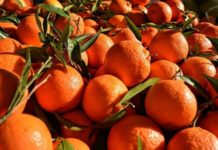 Russia releases Egyptian oranges shipments Russia releases Egyptian oranges shipments