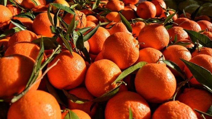 Russia releases Egyptian oranges shipments