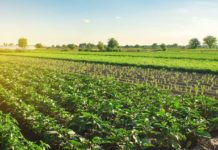 AfDB launches incubation centre at Kenya’s PAUSTI University AfDB launches incubation centre at Kenya’s PAUSTI University