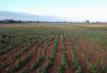 Angola has potential as a future agriculture powerhouse of Africa: World Bank