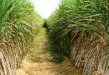 ZSF to support Zanzibar sugarcane farmers Zsf to support Zanzibar sugarcane farmers