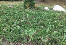 Kenya, FAO launches strategy to boost action on weed, invasive pests Kenya, FAO launches strategy to boost action on weed, invasive pests