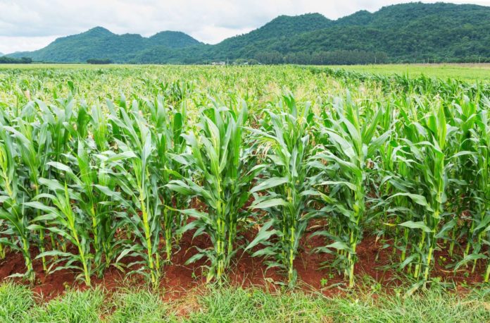 Maize production in Nigeria records highest level since independence