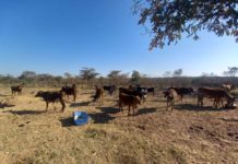Zimbabwe farmers make brisk business from cattle fattening