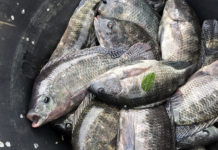 Uganda, Kenya to improve transit of fish to Democratic Republic of Congo Uganda, Kenya to improve transit of fish to Democratic Republic of Congo