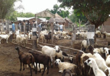 Kenya launches livestock commercialization project in Trans-Nzoia Kenya launches livestock commercialization project in Trans-Nzoia
