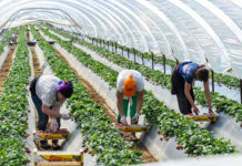 Help needed for major new study on labour shortages and skills crisis in the farming and horticultural industry