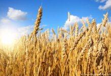 CIMMYT launches new wheat farmer support project in Ethiopia CIMMYT launches new wheat farmer support project in Ethiopia