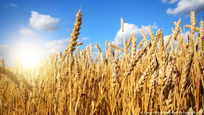 CIMMYT launches new wheat farmer support project in Ethiopia