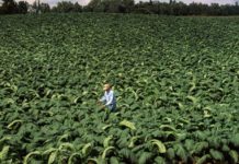 WHO launches program to weed out tobacco farming from Kenya WHO launches program to weed out tobacco farming from Kenya