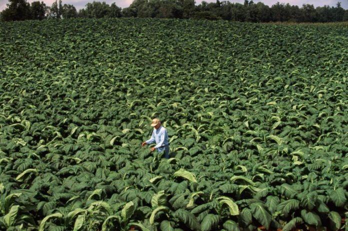 WHO launches program to weed out tobacco farming from Kenya