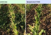 Introducing ADJUWEX: Clariant’s innovation shift to glufosinate herbicides