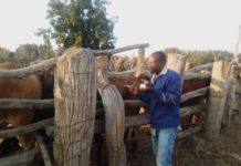 South African Veterinary Association (SAVA) Expresses Grave Concerns Over Animal Biosecurity Crisis