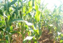 Ugandan study reveals higher yields and pest resistance with Bt maize