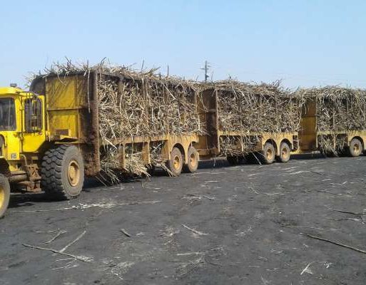 Cane Tractor 1
