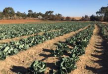 Ghana to host largest agriculture exhibition Ghana to host largest agriculture exhibition