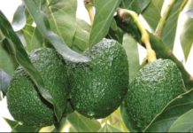 Tanzania to embark on avocado commercial farming in Bukoba Tanzania to embark on avocado commercial farming in Bukoba