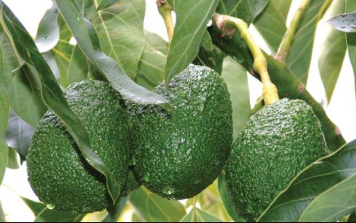 Tanzania to embark on avocado commercial farming in Bukoba