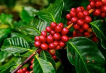 Tanzania scraps 42 coffee levies Tanzania scraps 42 coffee levies