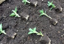 Zimbabwe, Malawi in joint bio-fertilisers research Zimbabwe, Malawi in joint bio-fertilisers research