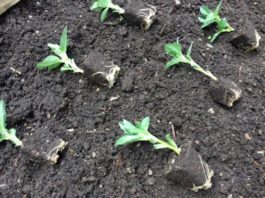 To spearhead commercial growth, Stimera™ appoints Lon Kreger as CEO. Zimbabwe, Malawi in joint bio-fertilisers research