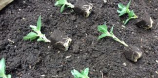 To spearhead commercial growth, Stimera™ appoints Lon Kreger as CEO. Zimbabwe, Malawi in joint bio-fertilisers research