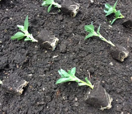 To spearhead commercial growth, Stimera™ appoints Lon Kreger as CEO. Zimbabwe, Malawi in joint bio-fertilisers research