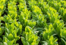 Malawi unveils new tobacco buyer Malawi unveils new tobacco buyer