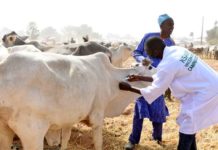 Kano state Agro-Pastoral Development Project, launches mass livestock vaccination