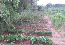 Growing illegal urban farming worsening Harare’s environment
