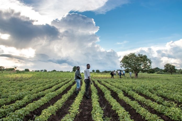 Egypt, Zambia probe bilateral cooperation in agricultural field
