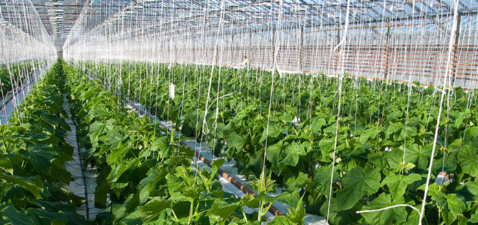 600 youths in Nigeria empowered with skills in greenhouse farming