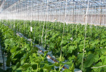 Ghana earmarks US $105M to rehabilitate 3 dams to boost agriculture Ghana earmarks US $105M to rehabilitate 3 dams to boost agriculture