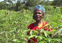 Rural African women embrace agroecology: FAO