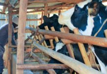 Kenya’s Kalro institute selected as centre of excellence in livestock research Kenya’s Kalro institute selected as centre of excellence in livestock research