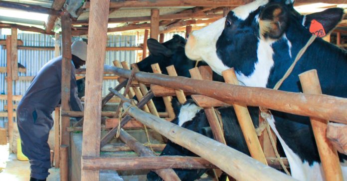Kenya’s Kalro institute selected as centre of excellence in livestock research