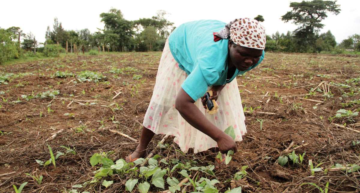 Family Farmers in Kenya Replaces Expensive Fertilizer