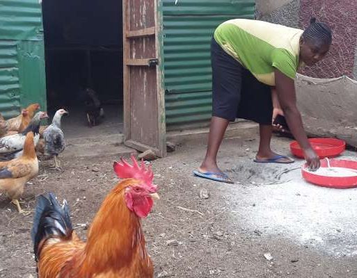 Ms. Beatrice Ochieng Abuya a member of Kowil Women Group feeding the groups chicken BUSUDEP Kenya