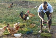 Farmer-Owned Micro Poultry Plants Help Prevent Economic Concentration in Kenya