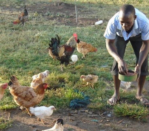 Ms. Beatrice Ochieng Abuya a member of Kowil Women Group feeding