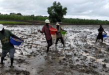 DLG extends cooperation with International Rice Research Institute (IRRI) for congress in Philippines