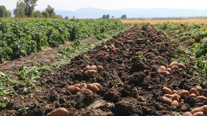 Kenya unveils Sh 30M potato seeds production project