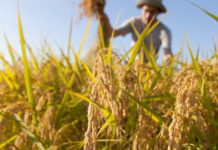 Morocco to receive US $180M loan to support agriculture Morocco to receive US $180M loan to support agriculture