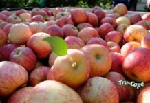 Microscopic organisms found on raw fruit shown to play an essential role in human health.