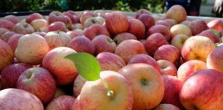 25 years on: Tru-Cape celebrates a legacy of growth, partnership, and world-leading apples and pears.