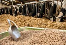 NDMA, KDF collaborates to distribute livestock feeds in Kenya NDMA, KDF collaborates to distribute livestock feeds in Kenya
