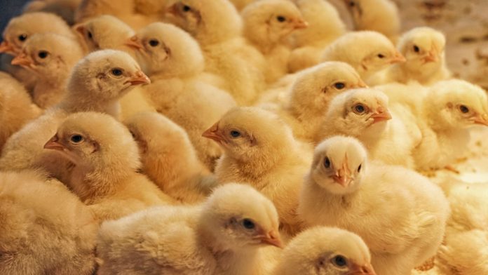 Kenchic commits to supporting local poultry farmers in Kenya