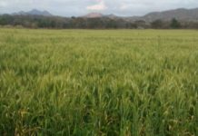 Zimbabwe wheat farmers target 400 000 tonnes to ease imports