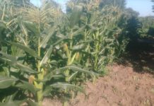 Crop Research Platform established to promote all crop-related research