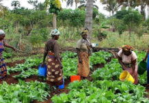 Morocco, Ivory Coast ink deal to boost agricultural competitiveness Morocco, Ivory Coast ink deal to boost agricultural competitiveness